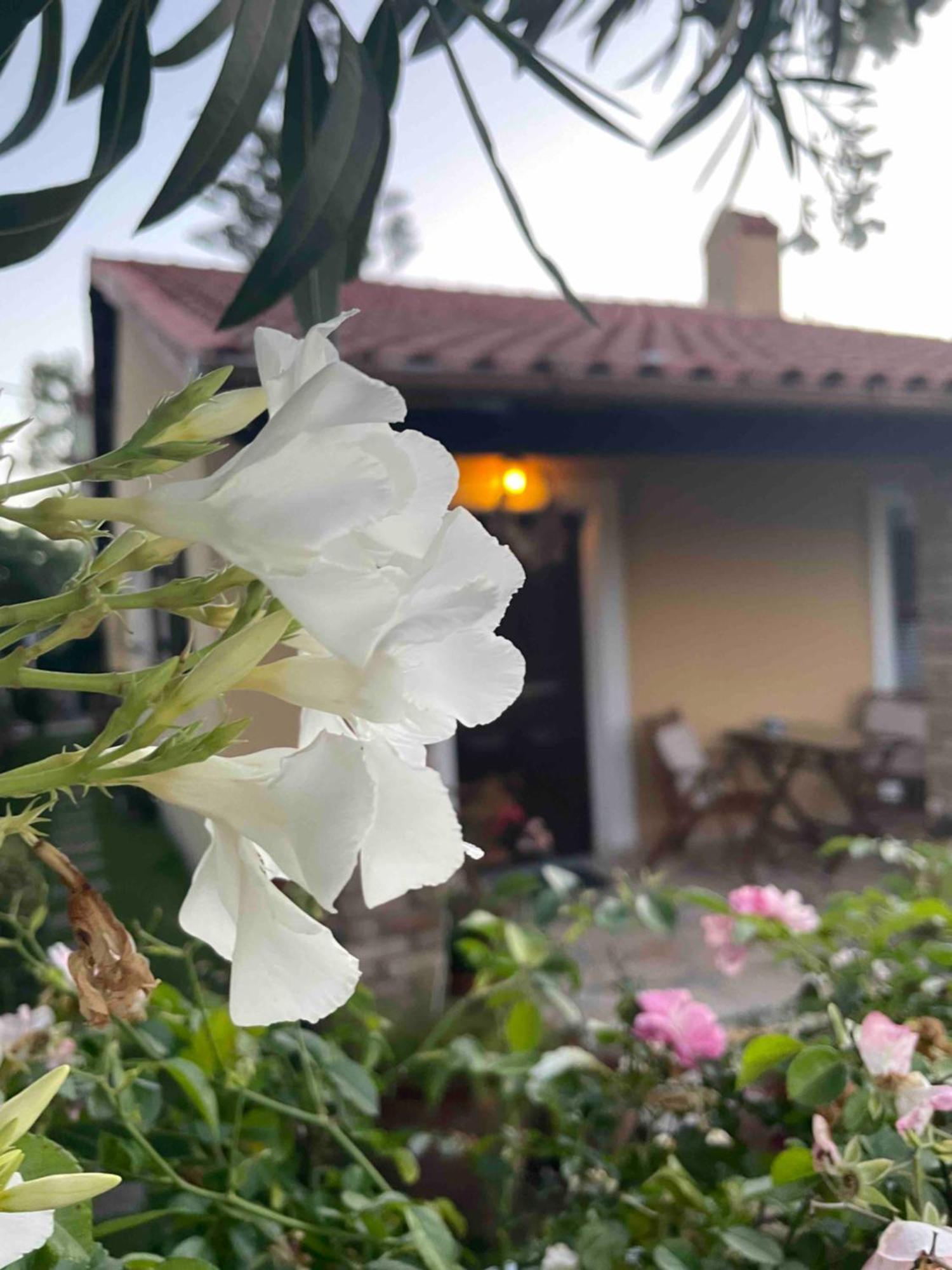 Villa Tina Country Beach Apartments 아카라비 객실 사진